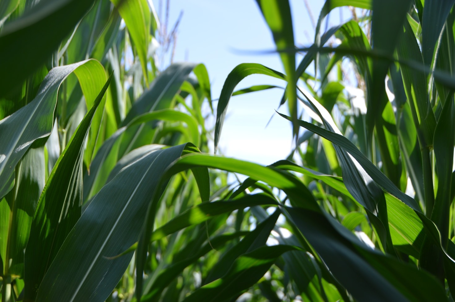 How Technology is Transforming African Agriculture