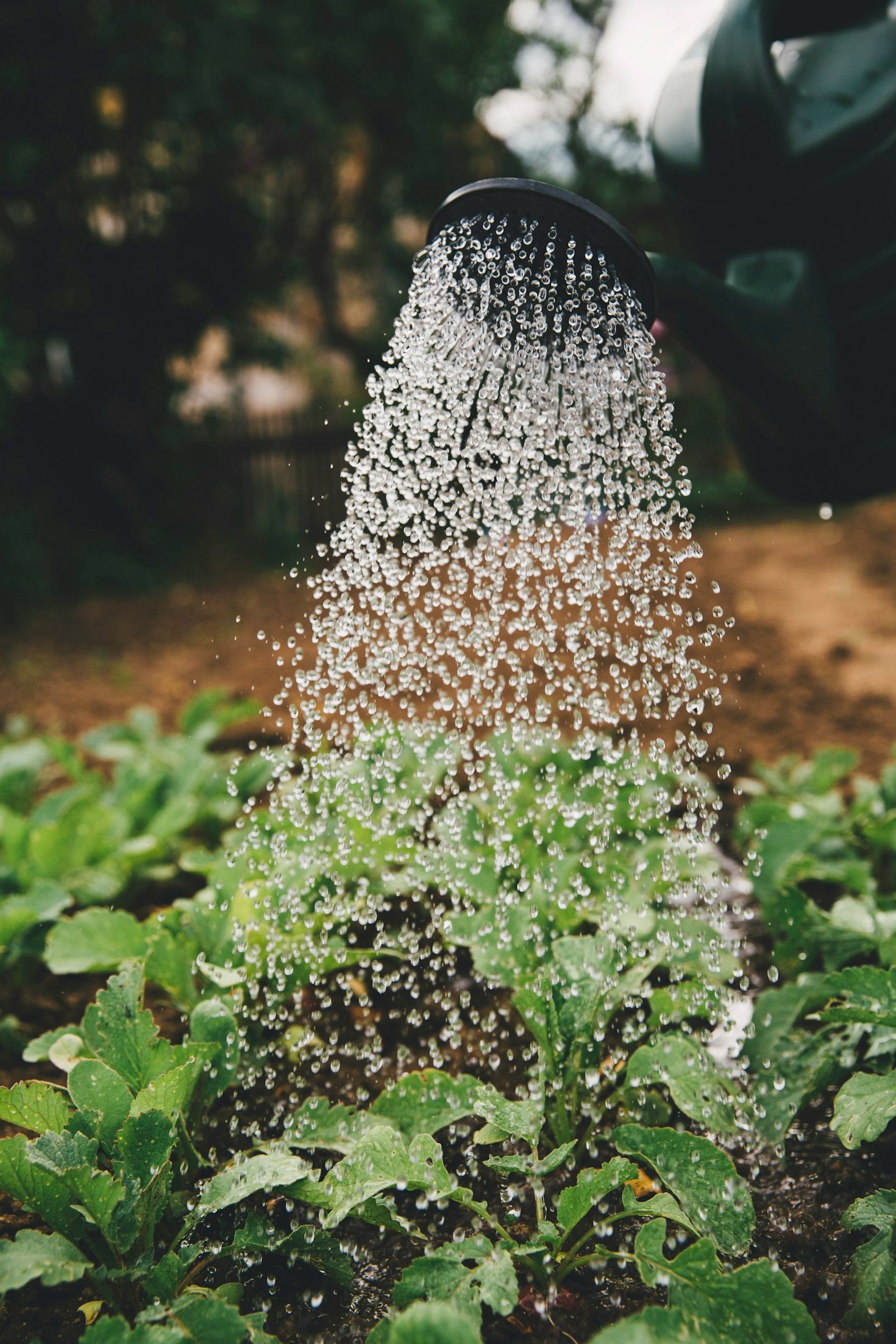 Sustainable Farming: The Path to Africa’s Prosperity