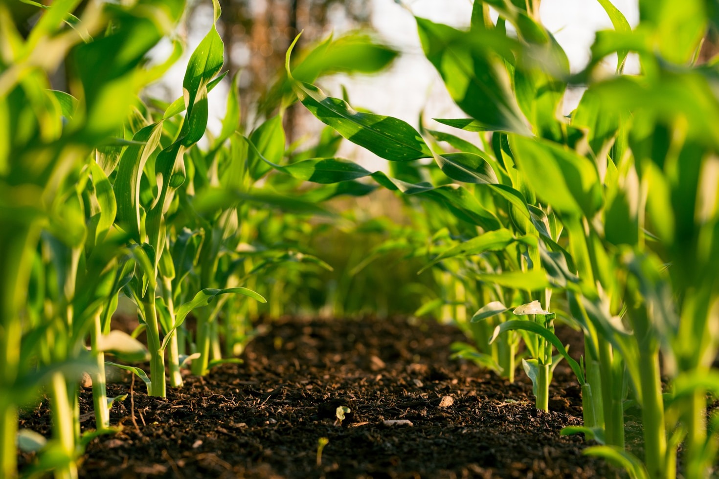Empowering Farmers with Smart Agricultural Tools