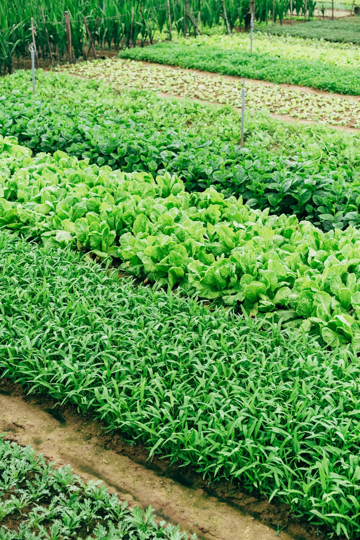 Why Sustainability Matters in African Agriculture