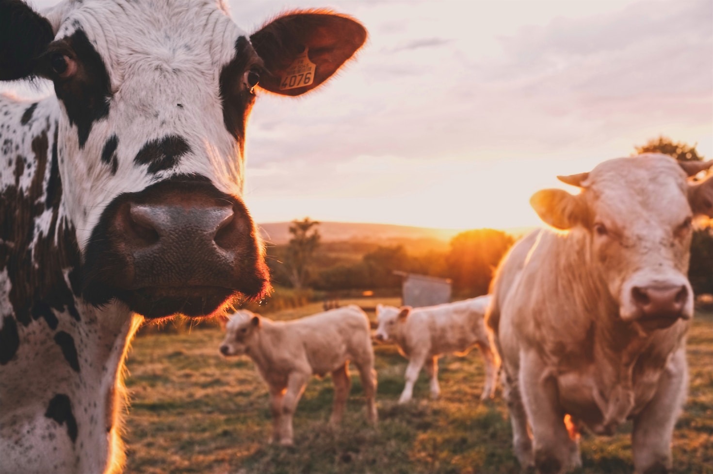 Future-Proofing Farming Practices in Africa